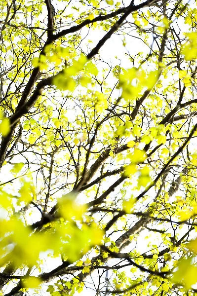 Fresh new leaves on tree abstract, Scotland, April