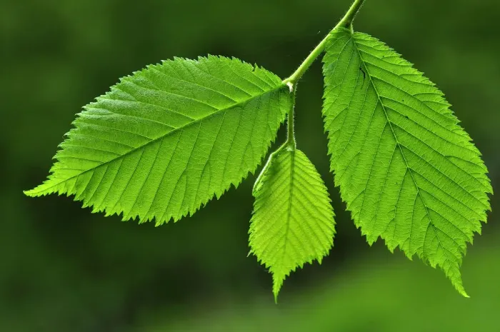 Framed Print : Fresh Wych elm (Ulmus glabra) leaves in spring. Dorset, UK May Framed Print : Fresh Wych elm (Ulmus glabra) leaves in spring. Dorset, UK May