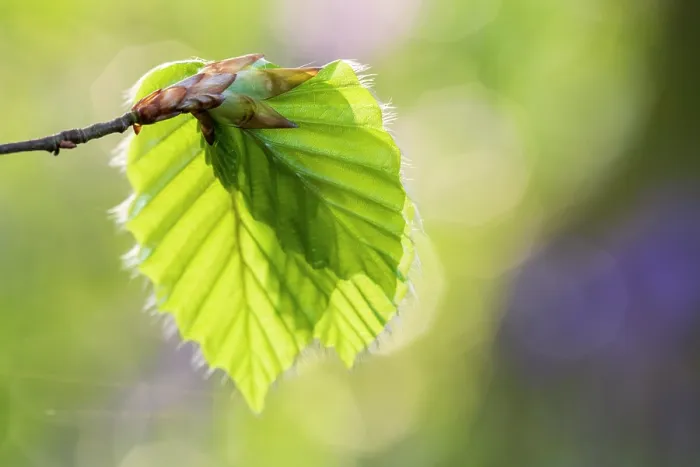 Framed Print : Freshly emerged Beech (Fagus sylvatica) leaves in spring, Coombe Valley, Cornwall, England, UK. April Framed Print : Freshly emerged Beech (Fagus sylvatica) leaves in spring, Coombe Valley, Cornwall, England, UK. April