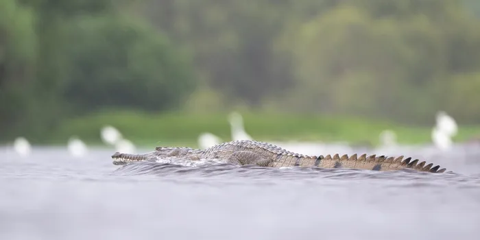 Framed Print : Freshwater crocodile (Crocodylus johnstoni) crossing a flooded road during monsoon rainfall, Fogg Dam Conservation Reserve, Northern Territory, Australia. March Framed Print : Freshwater crocodile (Crocodylus johnstoni) crossing a flooded road during monsoon rainfall, Fogg Dam Conservation Reserve, Northern Territory, Australia. March