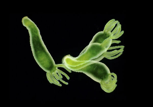 Freshwater green hydra (Hydra viridissima) moving over a petri dish. Green colour comes from the symbiotic relationship with green alga Chlorella vulgaris