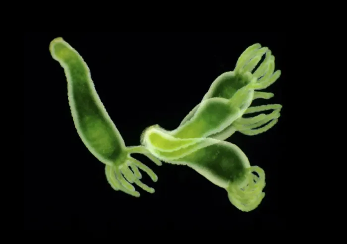 Framed Print : Freshwater green hydra (Hydra viridissima) moving over a petri dish. Green colour comes from the symbiotic relationship with green alga Chlorella vulgaris Framed Print : Freshwater green hydra (Hydra viridissima) moving over a petri dish. Green colour comes from the symbiotic relationship with green alga Chlorella vulgaris