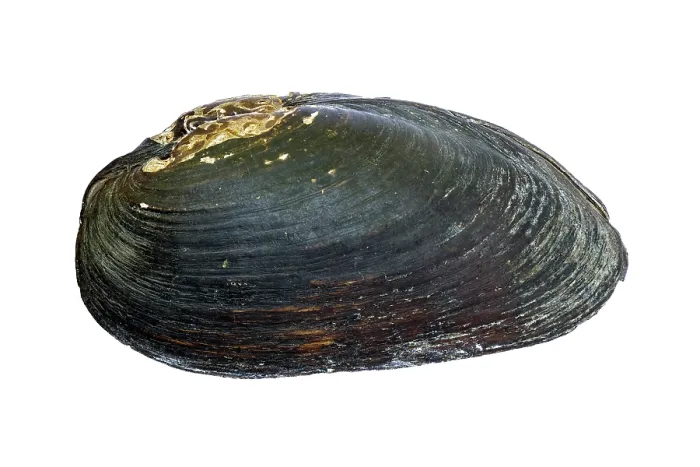 Framed Print : Freshwater pearl mussel (Margaritifera margaritifera) shell, lateral view of valve, River Teme SSSI, Herefordshire, England, UK. June. Endangered. Focus stacked Framed Print : Freshwater pearl mussel (Margaritifera margaritifera) shell, lateral view of valve, River Teme SSSI, Herefordshire, England, UK. June. Endangered. Focus stacked