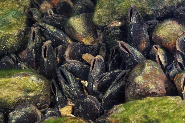 Freshwater pearl mussels (Margaritifera margaritifera) on river bed, Ennerdale Valley