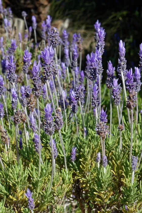 Framed Print : Fringed / French lavender (Lavandula dentata) in flower, Cabo de Gata-Nijar Natural Park, Almeria, Spain. March Framed Print : Fringed / French lavender (Lavandula dentata) in flower, Cabo de Gata-Nijar Natural Park, Almeria, Spain. March