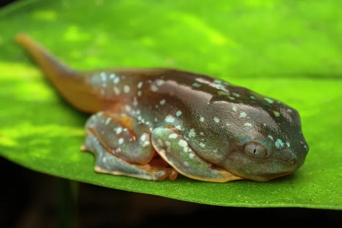 Framed Print : Fringed leaf frog (Cruziohyla craspedopus) froglet resting on leaf whilst undergoing metamorphosis. Captive Framed Print : Fringed leaf frog (Cruziohyla craspedopus) froglet resting on leaf whilst undergoing metamorphosis. Captive