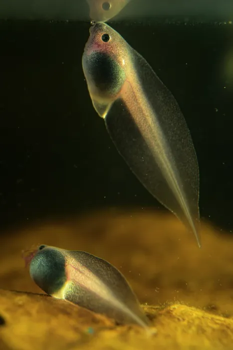Framed Print : Fringed leaf frog (Cruziohyla craspedopus) tadpole swimming up to waters surface as another rests in dirt below. Captive Framed Print : Fringed leaf frog (Cruziohyla craspedopus) tadpole swimming up to waters surface as another rests in dirt below. Captive