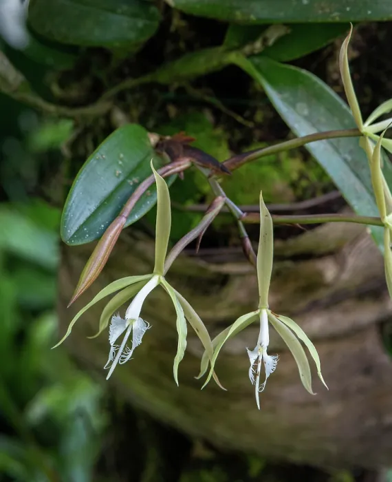Framed Print : Fringed star orchid (Epidendrum ciliare) growing on a tree fern in a garden, Dominica, Lesser Antilles Framed Print : Fringed star orchid (Epidendrum ciliare) growing on a tree fern in a garden, Dominica, Lesser Antilles
