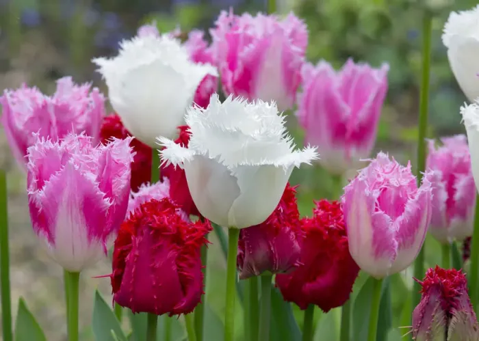 Framed Print : Fringed Tulip Dallas (Pink) and Tulipa Swan Wings (White) Framed Print : Fringed Tulip Dallas (Pink) and Tulipa Swan Wings (White)