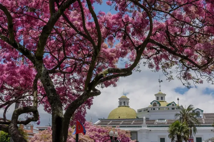 Framed Print : Fringetree (Chionanthus pubescens) with pink blossom in Old Quito, Pichincha, Ecuador Framed Print : Fringetree (Chionanthus pubescens) with pink blossom in Old Quito, Pichincha, Ecuador