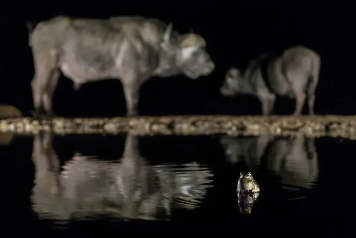 Framed Print : Frog (Anura) in waterhole at night with two Cape buffalo (Syncerus caffer) in background, Zimanga Game Reserve, KwaZulu-Natal, South Africa Framed Print : Frog (Anura) in waterhole at night with two Cape buffalo (Syncerus caffer) in background, Zimanga Game Reserve, KwaZulu-Natal, South Africa