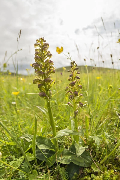 Frog orchid (Dactylorhiza viride) growing on the machair at Horgabost, South Harris
