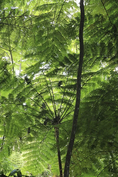 Frond pattern of tree ferns (Cyathea arborea) in lowland tropical rainforest at 420 metres