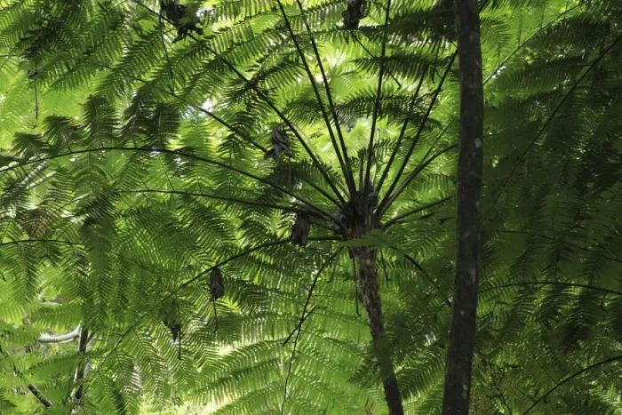 Framed Print : Frond pattern of tree ferns (Cyathea arborea) in lowland tropical rainforest at 420 metres Framed Print : Frond pattern of tree ferns (Cyathea arborea) in lowland tropical rainforest at 420 metres