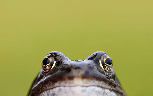 Front-view showing head and eyes of Common frog (Rana temporaria), Broxwater, Cornwall