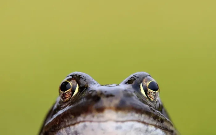 Framed Print : Front-view showing head and eyes of Common frog (Rana temporaria), Broxwater, Cornwall Framed Print : Front-view showing head and eyes of Common frog (Rana temporaria), Broxwater, Cornwall