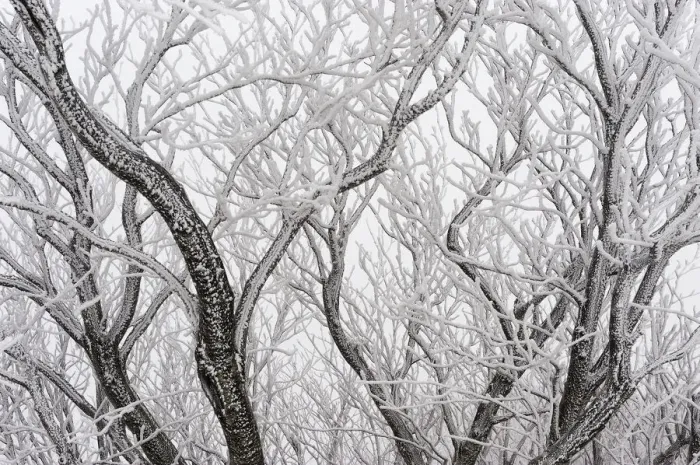 Framed Print : Frost covered branches, Ballon des Vosges Nature Park, Haut Rhin, Alsace, France Framed Print : Frost covered branches, Ballon des Vosges Nature Park, Haut Rhin, Alsace, France