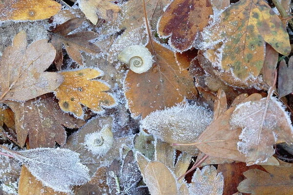 Frost covered Common hawthorn (Crategus monogyna) leaves, with Freshwater snail