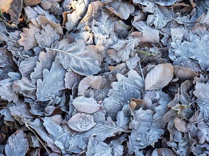 Framed Print : Frost on leaves at sunrise, Ambleside, Lake District, Cumbria, UK. January Framed Print : Frost on leaves at sunrise, Ambleside, Lake District, Cumbria, UK. January