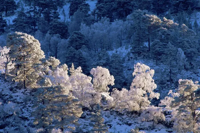 Framed Print : Frost and snow on mixed woodland, Inverness-shire, Scotland, UK
