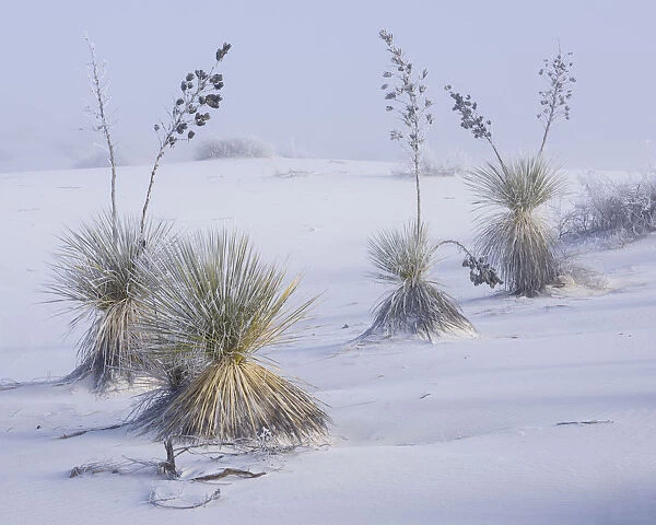 Frost on soaptree yuccas (Yucca elata) and winter morning fog, in the gypsum sand