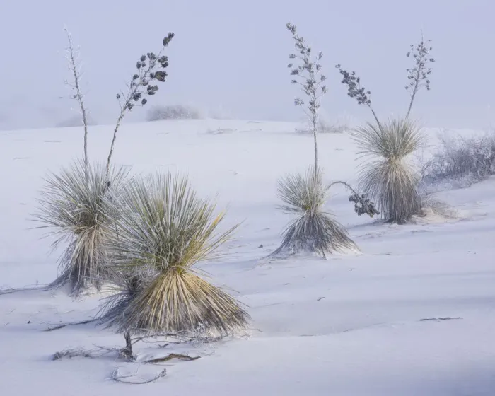 Framed Print : Frost on soaptree yuccas (Yucca elata) and winter morning fog, in the gypsum sand Framed Print : Frost on soaptree yuccas (Yucca elata) and winter morning fog, in the gypsum sand