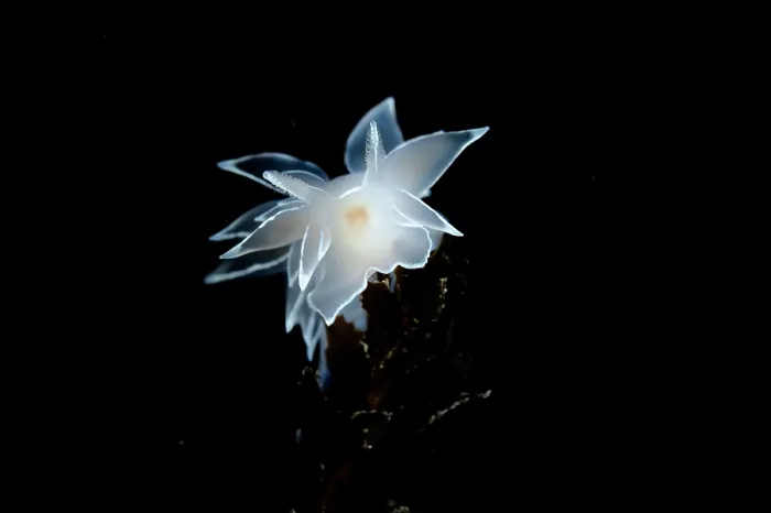 Framed Print : Frosted nudibranch (Dirona albolineata) portrait, Salish Sea, Vancouver Island, British Columbia, Canada Framed Print : Frosted nudibranch (Dirona albolineata) portrait, Salish Sea, Vancouver Island, British Columbia, Canada