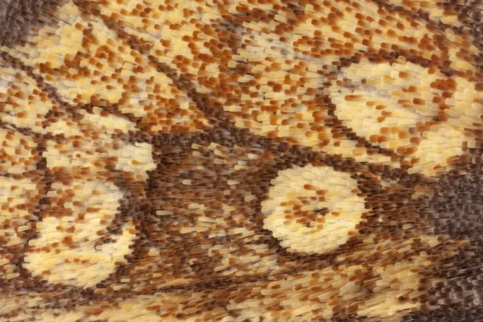 Framed Print : Frosted Orange moth wing (Gortyna flavago). The National Forest, Leicestershire, UK Framed Print : Frosted Orange moth wing (Gortyna flavago). The National Forest, Leicestershire, UK