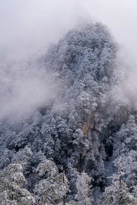 Framed Print : Frosty mountain pine forest landscape, Giant Panda National Park, Sichuan, China. March, 2024 Framed Print : Frosty mountain pine forest landscape, Giant Panda National Park, Sichuan, China. March, 2024