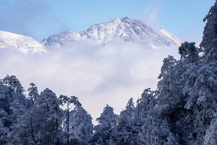 Framed Print : Frosty mountain pine forest landscapes, Mount Jiajingshan, Giant Panda National Park, Sichuan, China. March, 2024 Framed Print : Frosty mountain pine forest landscapes, Mount Jiajingshan, Giant Panda National Park, Sichuan, China. March, 2024