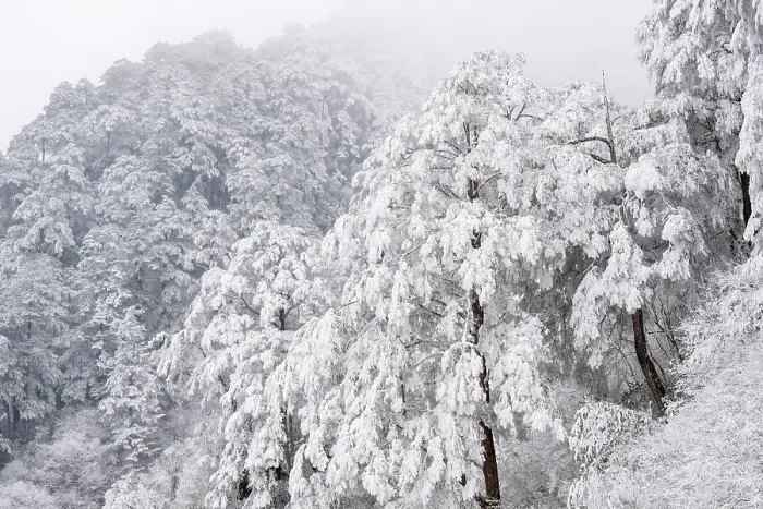 Framed Print : Frosty mountain pine forest landscapes, Giant Panda National Park, Sichuan, China. March, 2024 Framed Print : Frosty mountain pine forest landscapes, Giant Panda National Park, Sichuan, China. March, 2024