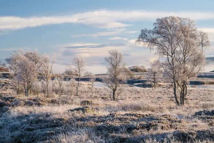 Framed Print : Frosty trees and moorland near Loch Ba, Argyll and Bute, Highlands, Scotland, UK. November, 2023 Framed Print : Frosty trees and moorland near Loch Ba, Argyll and Bute, Highlands, Scotland, UK. November, 2023