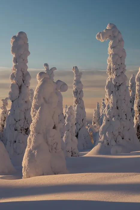 Framed Print : Frozen, snow-covered trees, Riisitunturi National Park, Finland. January, 2024 Framed Print : Frozen, snow-covered trees, Riisitunturi National Park, Finland. January, 2024