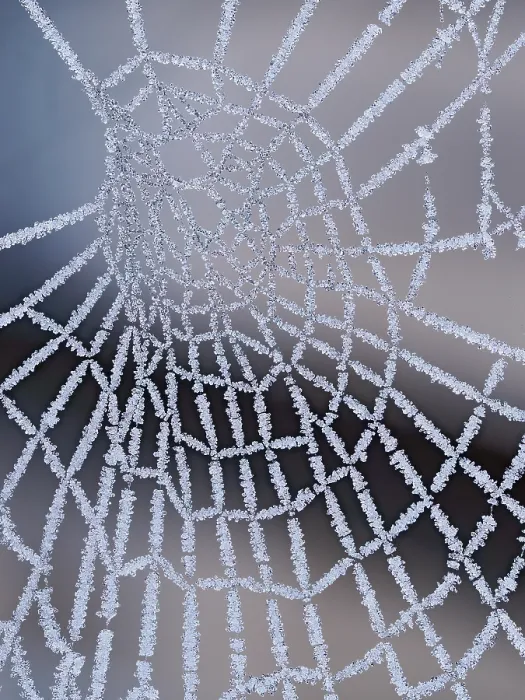 Framed Print : Frozen spider's web, Hertfordshire, England, UK. December. Focus stacked Framed Print : Frozen spider's web, Hertfordshire, England, UK. December. Focus stacked