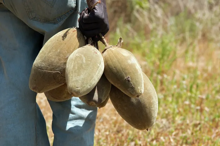 Framed Print : Fruit of the Baobab (Adansonia sp.) harvested from tree. The pulp and seeds can be used as thickeners for jams, soups and sauces. The roasted seeds are often consumed as a snack