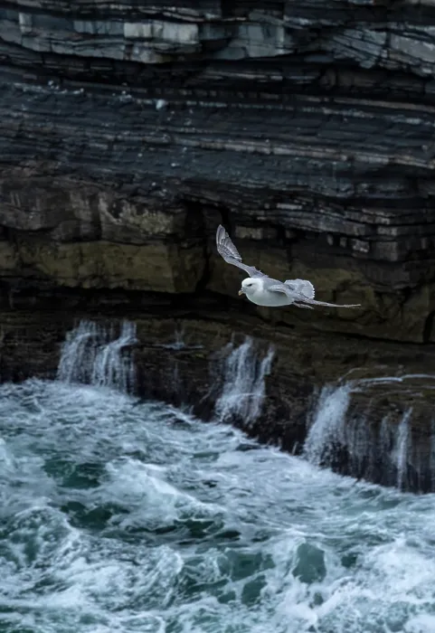 Framed Print : Fulmar (Fulmarus glacialis) in flight along coastal cliffs on the Wild Atlantic Way - Downpatrick Head, Ballycastle, County Mayo, Republic of Ireland. May