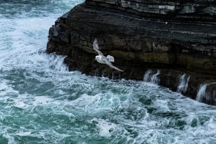 Framed Print : Fulmar (Fulmarus glacialis) in flight along coastal cliffs on the Wild Atlantic Way - Downpatrick Head, Ballycastle, County Mayo, Republic of Ireland. May Framed Print : Fulmar (Fulmarus glacialis) in flight along coastal cliffs on the Wild Atlantic Way - Downpatrick Head, Ballycastle, County Mayo, Republic of Ireland. May