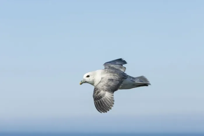 Framed Print : Fulmar (Fulmarus glacialis) in flight against sky, Orkney, Scotland, UK, May Framed Print : Fulmar (Fulmarus glacialis) in flight against sky, Orkney, Scotland, UK, May