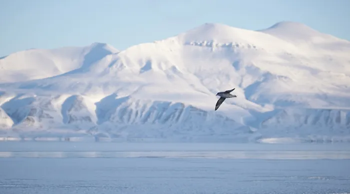 Framed Print : Fulmar (Fulmarus glacialis) in flight with snow covered mountains in the background, Svalbard, Norway. April Framed Print : Fulmar (Fulmarus glacialis) in flight with snow covered mountains in the background, Svalbard, Norway. April