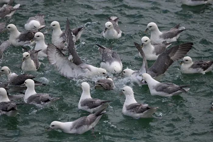 Framed Print : Fulmar (Fulmarus glacialis) flock feeding on water surface, Iceland. June Framed Print : Fulmar (Fulmarus glacialis) flock feeding on water surface, Iceland. June