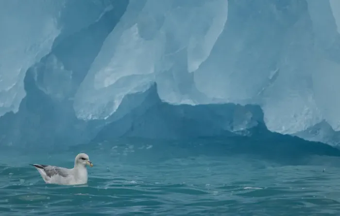 Framed Print : Fulmar (Fulmarus glacialis) on sea at base of iceberg. Svalbard, June