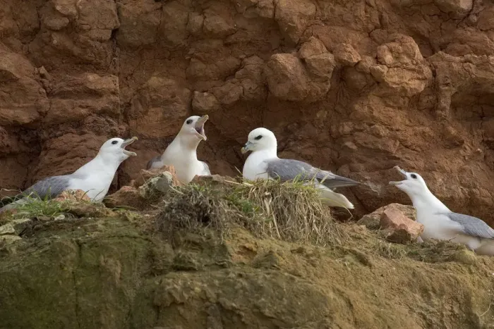 Framed Print : Fulmars (Fulmaris glacialis) nesting on cliff ledge, Hunstanton, Norfolk Framed Print : Fulmars (Fulmaris glacialis) nesting on cliff ledge, Hunstanton, Norfolk