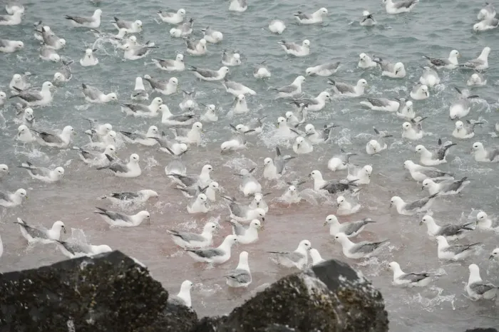 Framed Print : Fulmars (Fulmarus glacialis) on water, feeding at a fish processing plant outfall Framed Print : Fulmars (Fulmarus glacialis) on water, feeding at a fish processing plant outfall