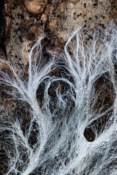 Framed Print : Fungal mycelium network fibres Growing on decaying beech log, Gosford Forest Park, County Armagh, Northern Ireland, UK. April Framed Print : Fungal mycelium network fibres Growing on decaying beech log, Gosford Forest Park, County Armagh, Northern Ireland, UK. April
