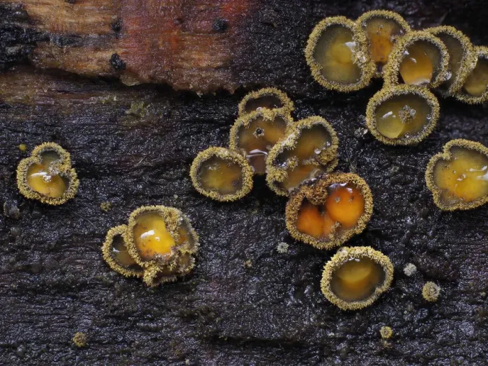 Framed Print : Fungi (Neodasyscyopha cerina) tiny cup fungi growing on rotting beech log Framed Print : Fungi (Neodasyscyopha cerina) tiny cup fungi growing on rotting beech log