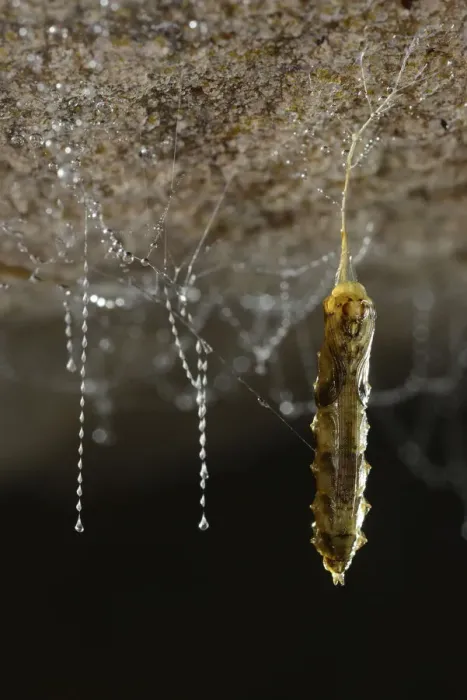 Framed Print : Fungus gnat (Arachnocampa luminosa) pupa nearly fully developed hanging on a silk Framed Print : Fungus gnat (Arachnocampa luminosa) pupa nearly fully developed hanging on a silk