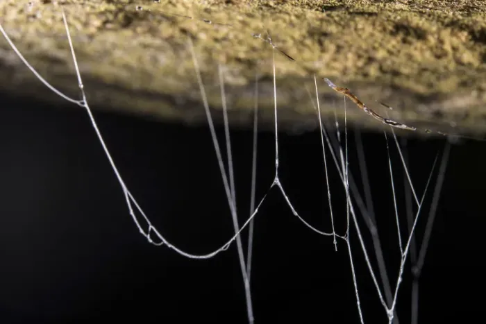 Framed Print : Fungus gnat (Mycetophilidae) larvae, with sticky hanging threads, waiting to ambush Framed Print : Fungus gnat (Mycetophilidae) larvae, with sticky hanging threads, waiting to ambush