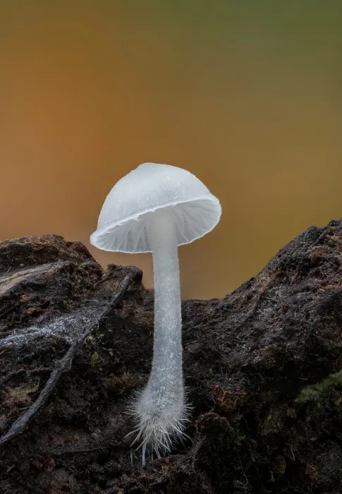 Framed Print : Fungus (Hemimycena sp.) growing in woodland, Clandyboye Estate, County Down, Northern Ireland, UK. November Framed Print : Fungus (Hemimycena sp.) growing in woodland, Clandyboye Estate, County Down, Northern Ireland, UK. November