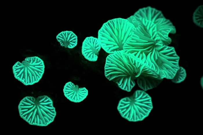 Framed Print : Fungus (Marasmiellus sp.) fluorescent green under UV light, Daintree forest, Northern Queensland, Australia Framed Print : Fungus (Marasmiellus sp.) fluorescent green under UV light, Daintree forest, Northern Queensland, Australia