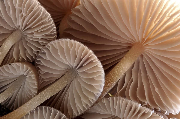 Fungus (Mycena sp. ) gills backlit, seen from low angle